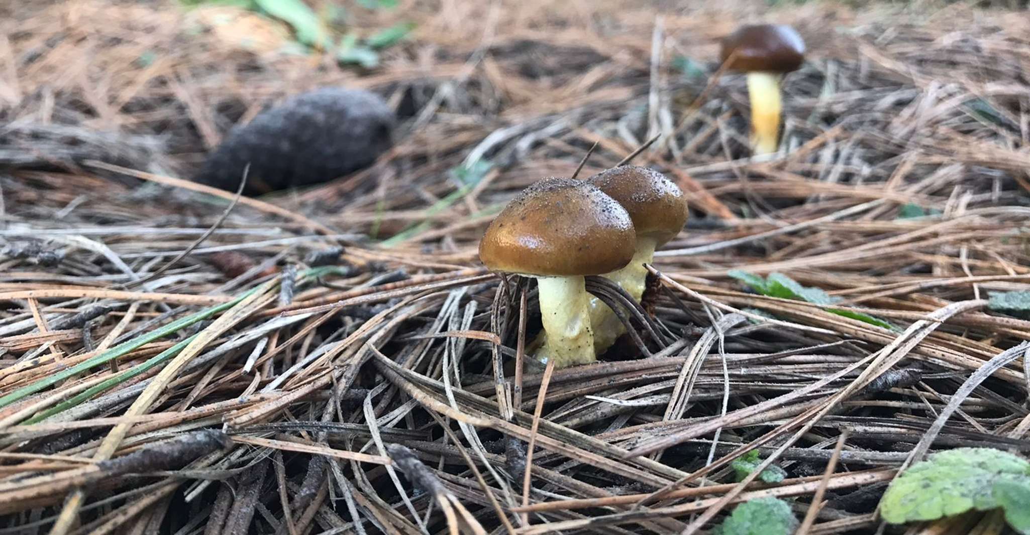 Mexico City: Guided Volcano Trek with Lunch — photo 7