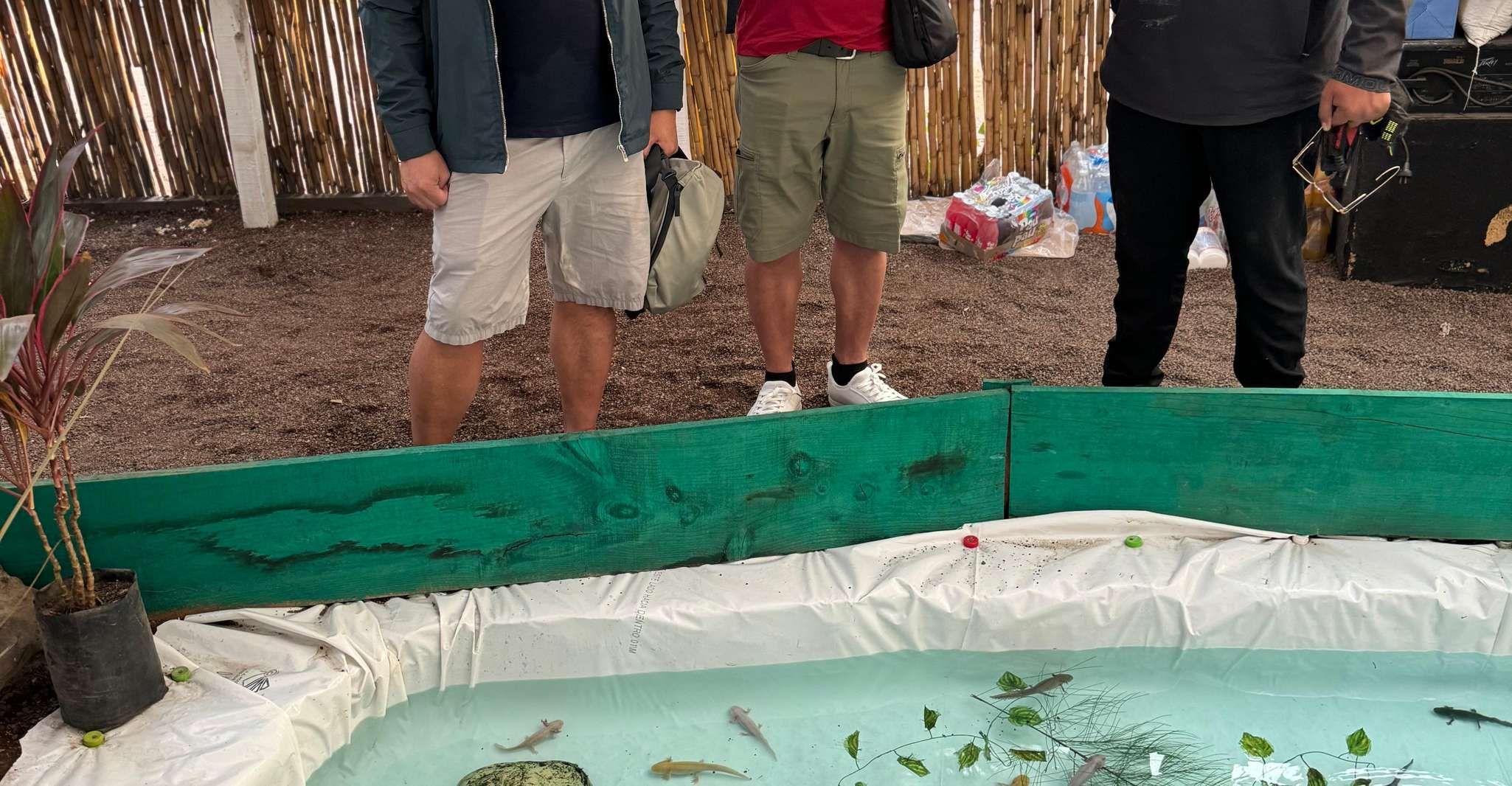 Xochimilco: Axolotl Sanctuary — photo 5